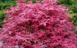 'Beni Maiko' Red Dancing Girl Japanese Maple - 5 Gallon Pot -Plant Serie Store acer palmatum beni maiko japanese maple 2