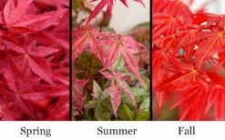 'Beni Maiko' Red Dancing Girl Japanese Maple - 5 Gallon Pot -Plant Serie Store acer palmatum beni maiko japanese maple 5
