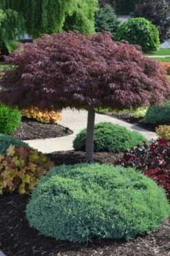 Crimson Queen Dwarf Japanese Maple (High Graft Tree Form) - 2 Gallon Pot -Plant Serie Store acer palmatum dissectum crimson queen high graft tree form formal