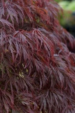 Crimson Queen Dwarf Japanese Maple (High Graft Tree Form) - 2 Gallon Pot -Plant Serie Store acer palmatum dissectum crimson queen leaves