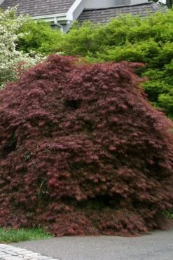 Crimson Queen Dwarf Japanese Maple - 2 Gallon Pot -Plant Serie Store acer palmatum dissectum crimson queen low graft shrub form 1 1
