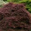 Crimson Queen Dwarf Japanese Maple - 2 Gallon Pot -Plant Serie Store acer palmatum dissectum crimson queen low graft shrub form 1