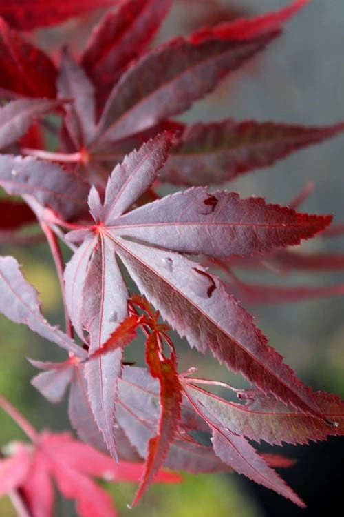 Dragon Tears Japanese Maple - 3 Gallon Pot 7 Dragon Tears Japanese Maple - 3 Gallon Pot - Image 5