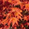 Dragon Tears Japanese Maple - 3 Gallon Pot -Plant Serie Store acer palmatum dragon tears japanese maple 5