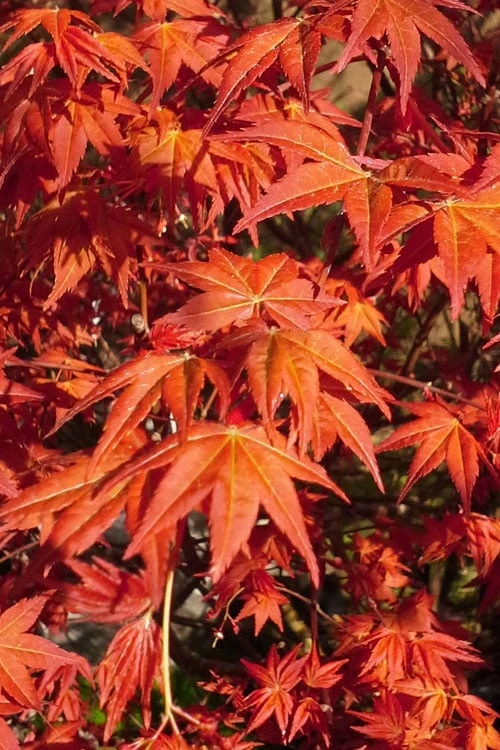Dragon Tears Japanese Maple - 3 Gallon Pot 3 Dragon Tears Japanese Maple - 3 Gallon Pot