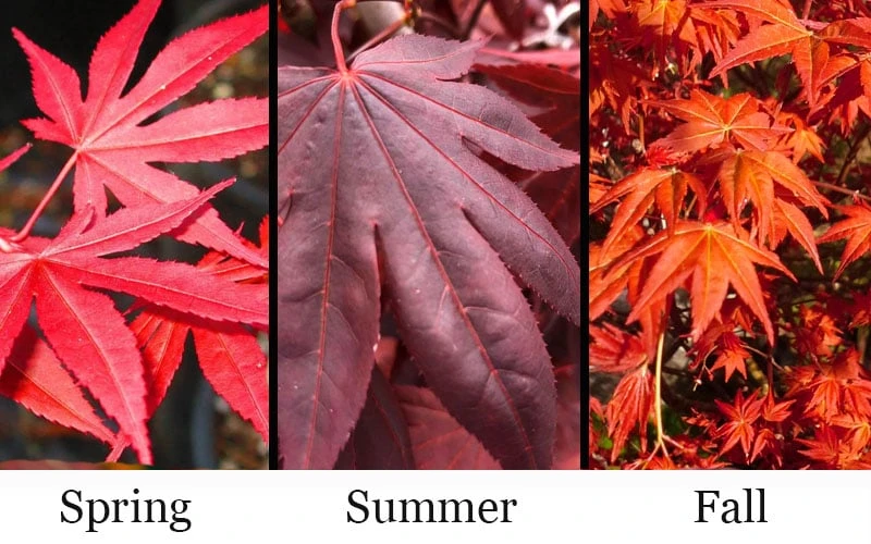 Dragon Tears Japanese Maple - 3 Gallon Pot 6 Dragon Tears Japanese Maple - 3 Gallon Pot - Image 4