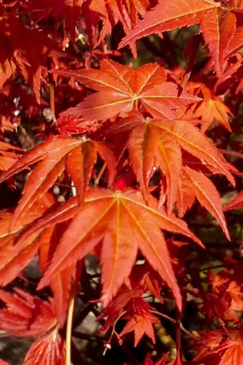 Dragon Tears Japanese Maple - 3 Gallon Pot 8 Dragon Tears Japanese Maple - 3 Gallon Pot - Image 6