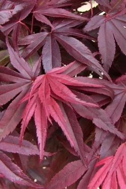 Emperor 1 Japanese Maple - 3 Gallon Pot 13 Emperor 1 Japanese Maple - 3 Gallon Pot -Plant Serie Store acer palmatum emperor 1 japanese maple 20