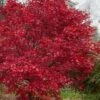 Emperor 1 Japanese Maple - 3 Gallon Pot -Plant Serie Store acer palmatum emperor 1 japanese maple 21