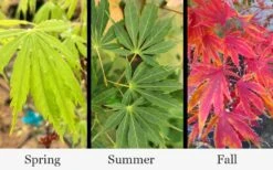 Fascination Japanese Maple - 3 Gallon Pot -Plant Serie Store acer palmatum fascination japanese maple foliage colors 15