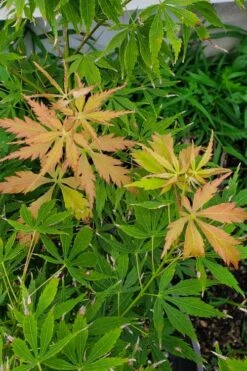 Fascination Japanese Maple - 3 Gallon Pot -Plant Serie Store acer palmatum fascination japanese maple summer color 1
