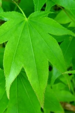 Hogyoku Japanese Maple - 3 Gallon Pot -Plant Serie Store acer palmatum hogyoku japanese maple 4