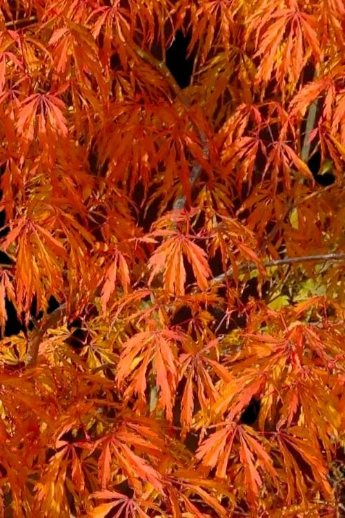 Jeddeloh Orange Japanese Maple - 1 Gallon Pot 7 Jeddeloh Orange Japanese Maple - 1 Gallon Pot - Image 5