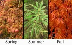 Jeddeloh Orange Japanese Maple - 1 Gallon Pot 10 Jeddeloh Orange Japanese Maple - 1 Gallon Pot -Plant Serie Store acer palmatum jeddeloh orange japanese maple 3