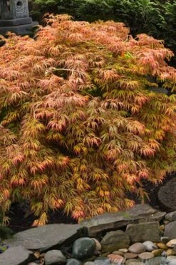 Jeddeloh Orange Japanese Maple - 1 Gallon Pot
