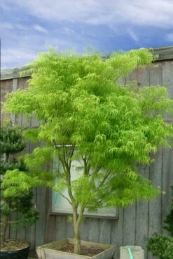 Koto No Ito Japanese Maple - 3 Gallon Pot -Plant Serie Store acer palmatum koto no ito japanese maple 12