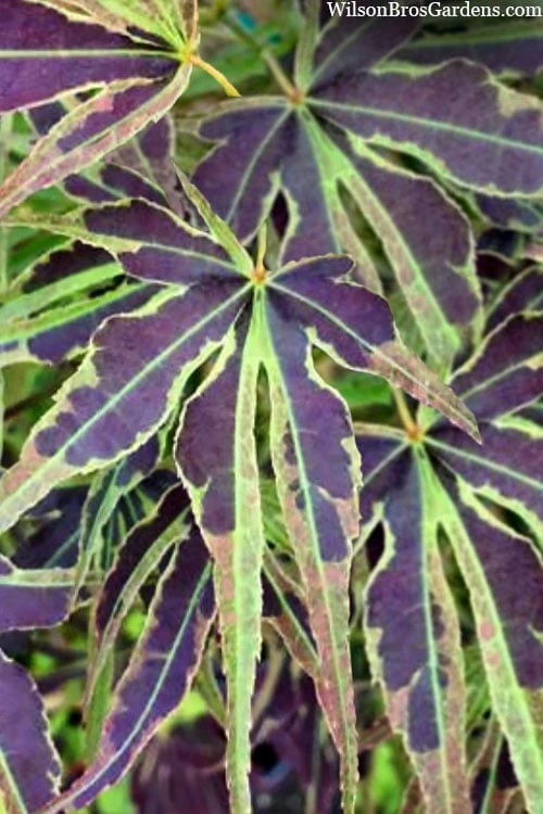 Manyo No Sato Purple Leaf Japanese Maple - 2 Gallon Pot 7 Manyo No Sato Purple Leaf Japanese Maple - 2 Gallon Pot - Image 5