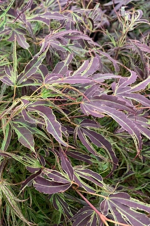 Manyo No Sato Purple Leaf Japanese Maple - 2 Gallon Pot 3 Manyo No Sato Purple Leaf Japanese Maple - 2 Gallon Pot