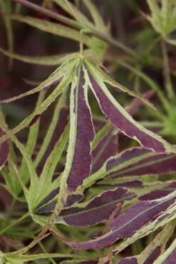 Manyo No Sato Purple Leaf Japanese Maple - 2 Gallon Pot 11 Manyo No Sato Purple Leaf Japanese Maple - 2 Gallon Pot -Plant Serie Store acer palmatum manyo no sato japanese maple 6