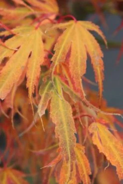 Manyo No Sato Purple Leaf Japanese Maple - 2 Gallon Pot 13 Manyo No Sato Purple Leaf Japanese Maple - 2 Gallon Pot -Plant Serie Store acer palmatum manyo no sato japanese maple 7