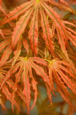 Crescent Moon Japanese Maple (Acer Palmatum 'Mikazuki') - 3 Gallon Pot (5-6') -Plant Serie Store acer palmatum mikazuki japanese maple 4