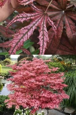 Crescent Moon Japanese Maple (Acer Palmatum 'Mikazuki') - 3 Gallon Pot (5-6') -Plant Serie Store acer palmatum mikazuki japanese maple 8