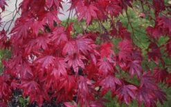 Moonfire Japanese Maple - 5 Gallon Pot 13 Moonfire Japanese Maple - 5 Gallon Pot -Plant Serie Store acer palmatum moonfire japanese maple 3