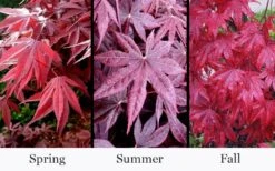 Moonfire Japanese Maple - 5 Gallon Pot 11 Moonfire Japanese Maple - 5 Gallon Pot -Plant Serie Store acer palmatum moonfire japanese maple 4