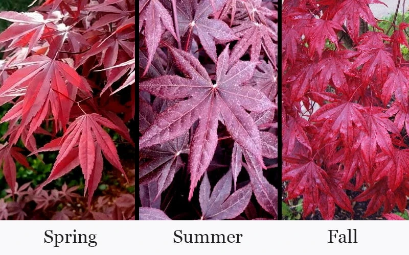 Moonfire Japanese Maple - 5 Gallon Pot 6 Moonfire Japanese Maple - 5 Gallon Pot - Image 4