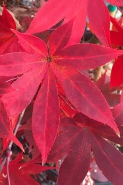 Omato Japanese Maple - 2 Gallon Pot -Plant Serie Store acer palmatum omato japanese maple 1