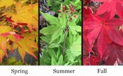 Omato Japanese Maple - 2 Gallon Pot -Plant Serie Store acer palmatum omato japanese maple 10