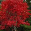 Omato Japanese Maple - 2 Gallon Pot -Plant Serie Store acer palmatum omato japanese maple 5