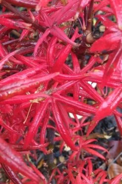 Peve's Starfish Japanese Maple - 7 Gallon Pot (7-8' HT) -Plant Serie Store acer palmatum peves starfish japanese maple 1 1