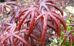 Peve's Starfish Japanese Maple - 3 Gallon Pot -Plant Serie Store acer palmatum peves starfish japanese maple 10
