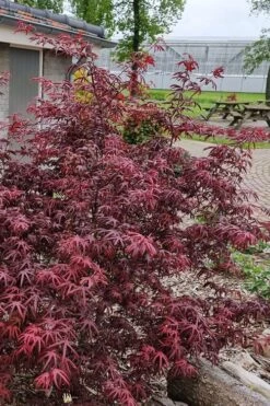 Peve's Starfish Japanese Maple - 7 Gallon Pot (7-8' HT) -Plant Serie Store acer palmatum peves starfish japanese maple 12 1