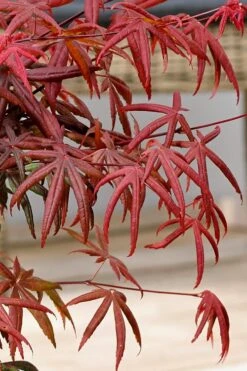 Peve's Starfish Japanese Maple - 7 Gallon Pot (7-8' HT) -Plant Serie Store acer palmatum peves starfish japanese maple 13 1