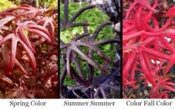 Peve's Starfish Japanese Maple - 7 Gallon Pot (7-8' HT) -Plant Serie Store acer palmatum peves starfish japanese maple 2 1