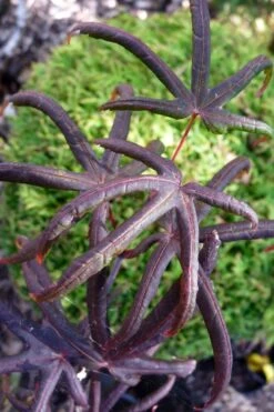 Peve's Starfish Japanese Maple - 3 Gallon Pot -Plant Serie Store acer palmatum peves starfish japanese maple 3