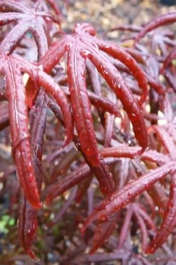 Peve's Starfish Japanese Maple - 7 Gallon Pot (7-8' HT) -Plant Serie Store acer palmatum peves starfish japanese maple 9 1