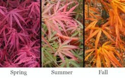 Red Pygmy Japanese Maple - 3 Gallon Pot -Plant Serie Store acer palmatum red pygmy japanese maple 3