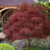 Red Pygmy Japanese Maple - 3 Gallon Pot -Plant Serie Store acer palmatum red pygmy japanese maple 6