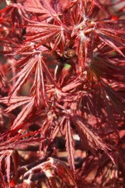 Scarlet Princess Dwarf Japanese Maple - 3 Gallon Pot -Plant Serie Store acer palmatum scarlet princess 3