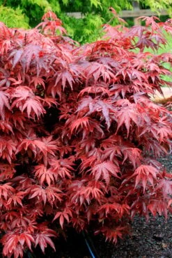 Shaina Dwarf Red Japanese Maple (Single Trunk / Standard) - 3 Gallon Pot -Plant Serie Store acer palmatum shaina japanese maple 7