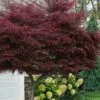Tamukeyama Dwarf Red Japanese Maple - 1 Gallon Pot - High Grafted Tree Form -Plant Serie Store acer palmatum tamukeyama japanese maple high graft 3