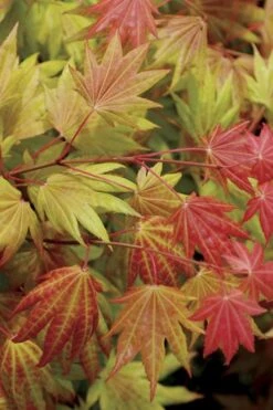 Moonrise Full Moon Japanese Maple - 5 Gallon Pot -Plant Serie Store acer shirasawanum moonrise full moon janese maple 2
