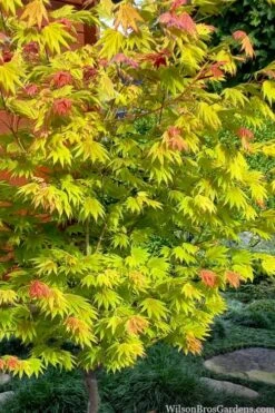 Moonrise Full Moon Japanese Maple - 5 Gallon Pot -Plant Serie Store acer shirasawanum moonrise full moon janese maple 7
