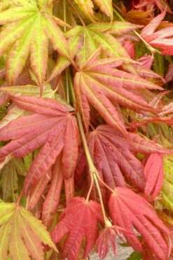 Moonrise Full Moon Japanese Maple - 5 Gallon Pot -Plant Serie Store acer shirasawanum moonrise janese maple 1