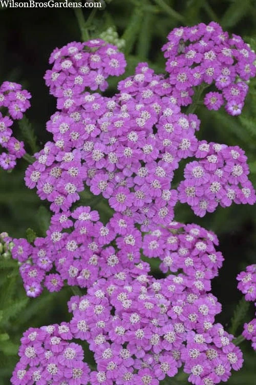 Firefly Amethyst Yarrow (Achillea) - 1 Gallon Pot 6 Firefly Amethyst Yarrow (Achillea) - 1 Gallon Pot - Image 4