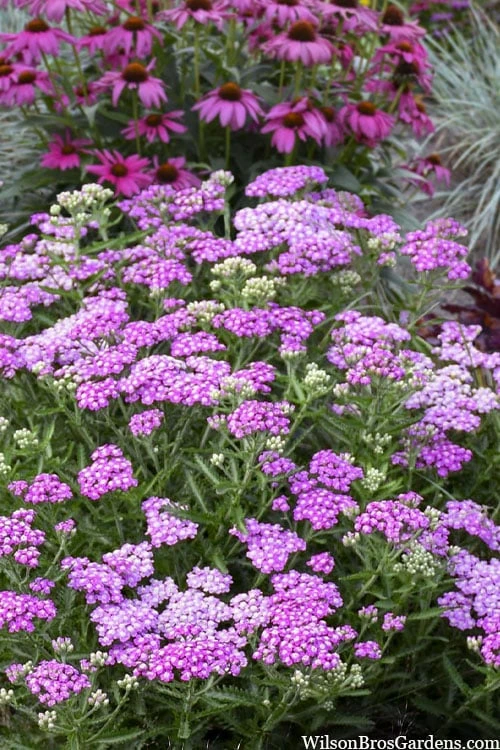 Firefly Amethyst Yarrow (Achillea) - 1 Gallon Pot 3 Firefly Amethyst Yarrow (Achillea) - 1 Gallon Pot