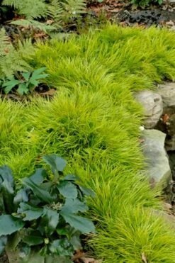 Dwarf Golden Sweet Flag (Acorus Gramineus 'Minimus Aureus') - 5 Pack Of Quart Pots 11 Dwarf Golden Sweet Flag (Acorus Gramineus 'Minimus Aureus') - 5 Pack Of Quart Pots -Plant Serie Store acorus gramineus minnimus aurea dwarf golden sweet flag 101